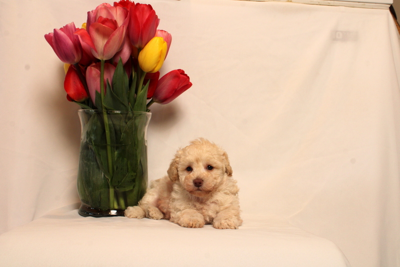 puppy, for, sale, Toy Poodle , Matthew B. Stoltzfus, dog, breeder, Gap, PA, dog-breeder, puppy-for-sale, forsale, nearby, find, puppyfind, locator, puppylocator, aca